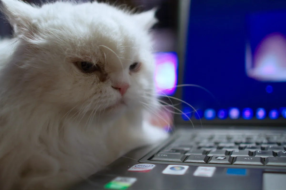 Budget Guide: Free Nature Spots in Cat Ba