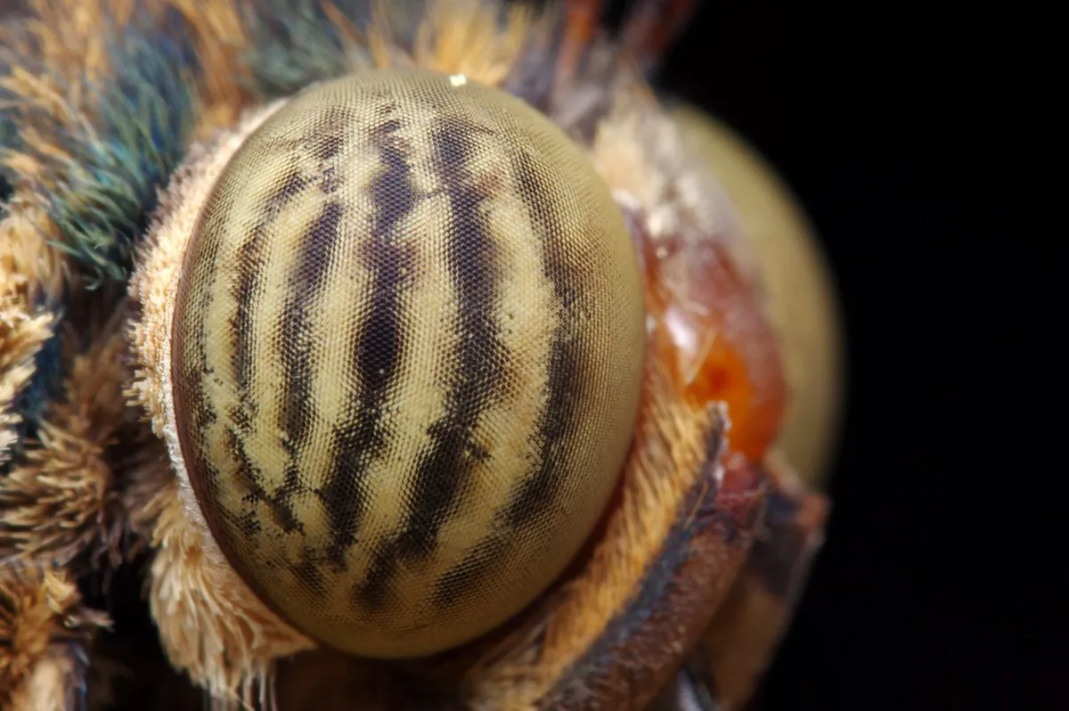 Top Free Botanical Gardens in Hanoi: 2026 Budget Guide