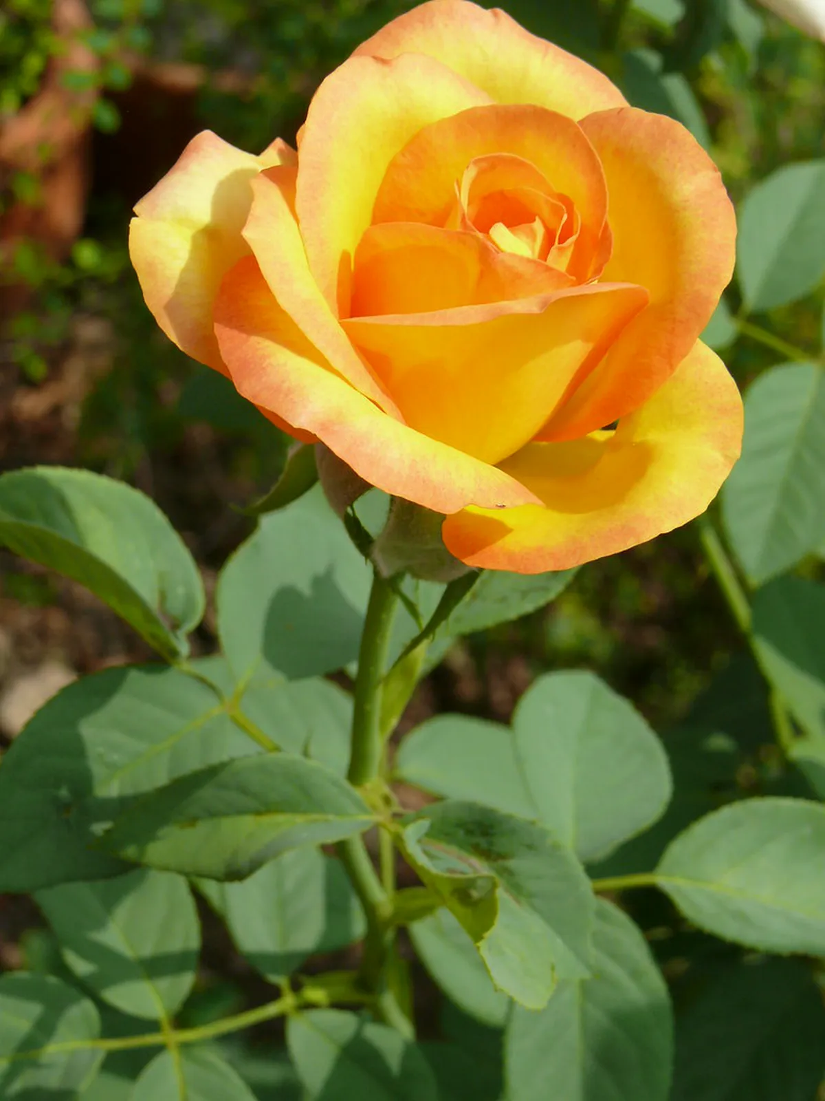 4 Best Nature Spots in Binh Quoi Village (2026 Guide)