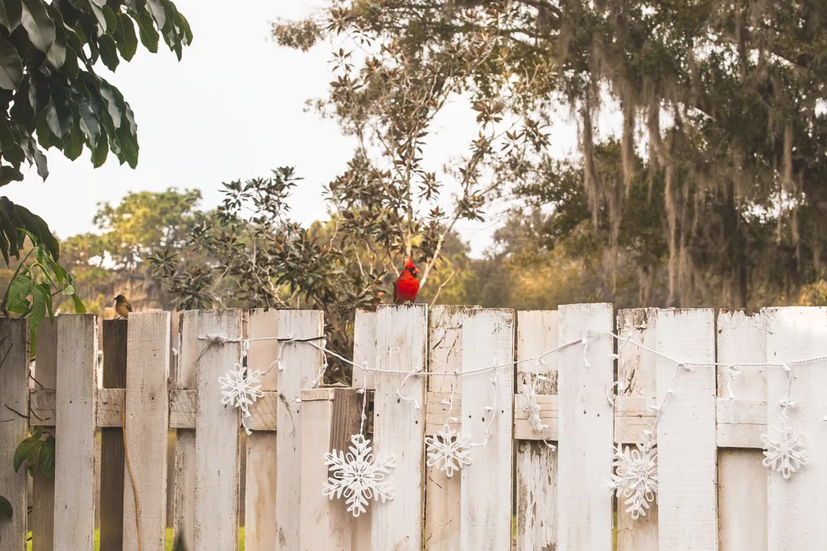 Bird Watching at Cua Dai Estuary: 10 Best Hoi An Spots