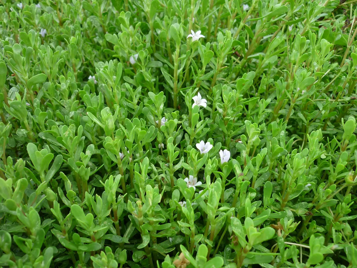 Guide to Free Activities at Thuan An Beach Hue